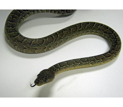 Cuban Boa - Snakes - Livestock - Blue Lizard Reptiles -