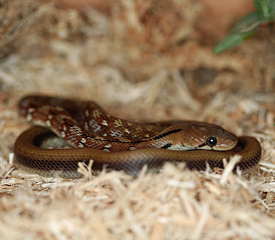 Trinket Snake - Snakes - Livestock - Blue Lizard Reptil