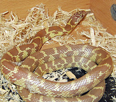 Amelanistic Florida King Snake - Snakes - Livestock - B