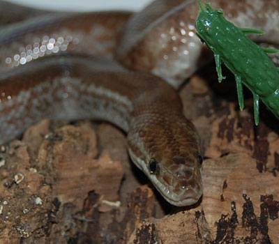 Columbian Rainbow Boa Adult - Snakes - Livestock - Blue