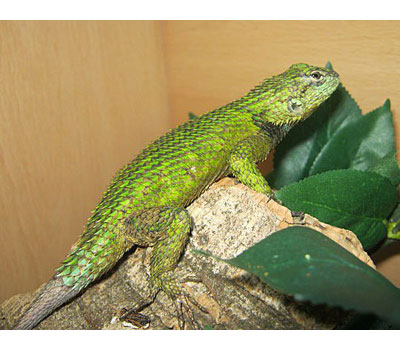emerald swift lizard