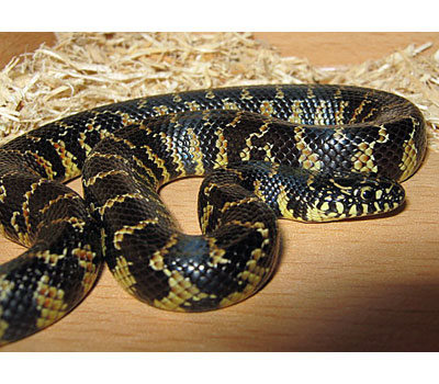 Brooks King Snake - Snakes - Livestock - Blue Lizard Re