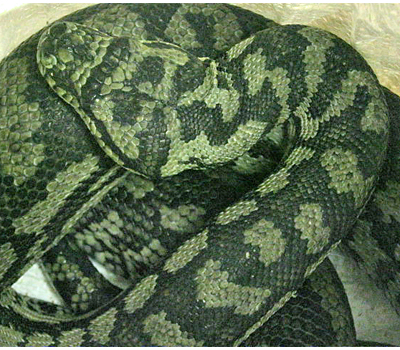 Coastal Carpet Python Adult - Snakes - Livestock - Blue