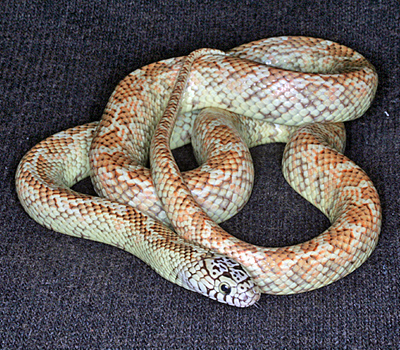 Hypomelanistic Brooks King Snake - Snakes - Livestock -