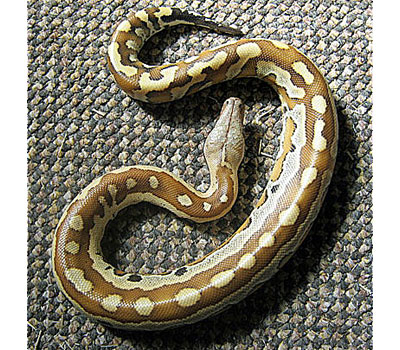 Adult Red Blood Python - Snakes - Livestock - Blue Liza