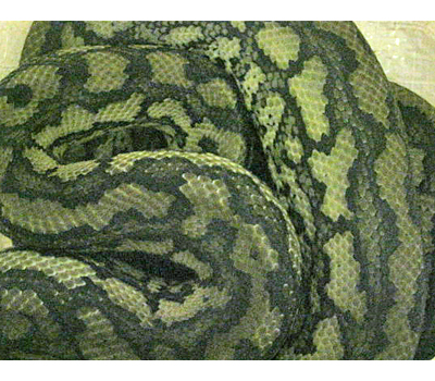 Coastal Carpet Python Sub Adult - Snakes - Livestock - 
