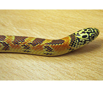 Hypo Flame Brooks King Snake - Snakes - Livestock - Blu