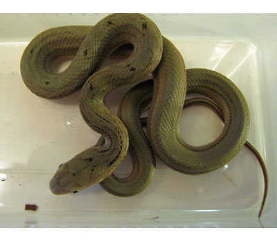 King Rat Snake - Snakes - Livestock - Blue Lizard Repti