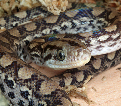 Columbian Rainbow Boa - Snakes - Livestock - Blue Lizar