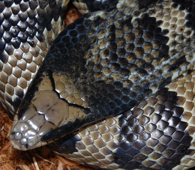 False Water Cobra Sub Adult - Snakes - Livestock - Blue