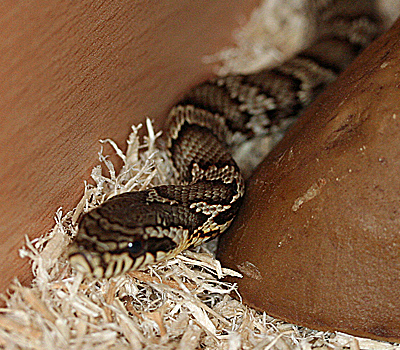 Korean Rat Snake
