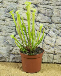 Picture of ProRep Live Plant Sarracenia flava