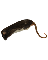 Click to Enlarge Picture of Frozen Rat X-Large 350-450g - Pack of 1