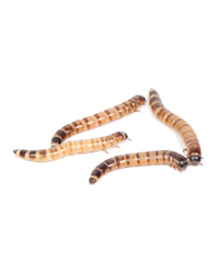 Picture of Morio Worms 40-50mm - Approx 250g Bag