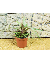 Picture of ProRep Live Plant Vriesea saundersii