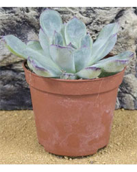 Picture of ProRep Live Plant Echeveria setosa