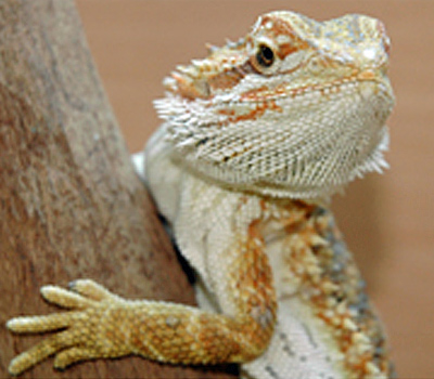 Shop Bearded Dragons —