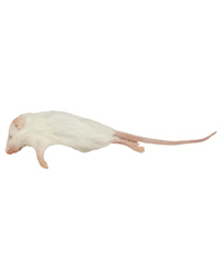 Picture of Frozen Mice Small Size 10-15g - Pack of 100