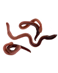 Picture of Monkfield Earthworms 50-75mm - 1Kg Bag