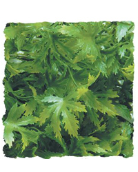 Picture of Zoo Med Cannabis Small 36cm