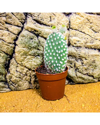 Picture of ProRep Live Plant Opuntia