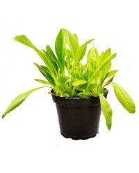 Picture of ProRep Live Food Plant Plaintain Assorted