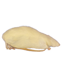 Click to Enlarge Picture of Frozen Rat Giant 450g up - Pack of 1