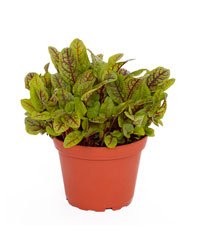 Picture of ProRep Live Food Plant Red Sorrel