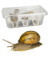Click to Enlarge Picture of Snails Medium - Approx 8 per Tub