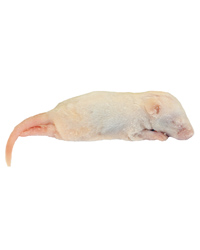 Click to Enlarge Picture of Frozen Mice Crawlers 6-10g - Pack of 500