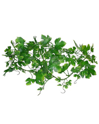 Click to Enlarge Picture of Lucky Reptile Grape Leaf Vine