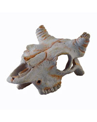 Click to Enlarge Picture of Exo Terra Buffalo Skull Small