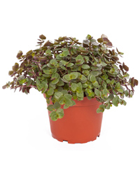 Picture of ProRep Live Food Plant Callisia repens