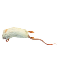 Picture of Frozen Mice Large Size 22-30g - Pack of 25