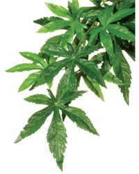 Click to Enlarge Picture of Exo Terra Silk Plant Abutilon Large