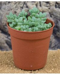Click to Enlarge Picture of ProRep Live Plant Sedum burrito
