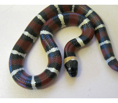 blue milksnake