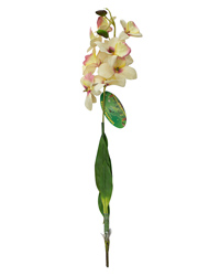 Picture of Lucky Reptile Orchid with Stem White 