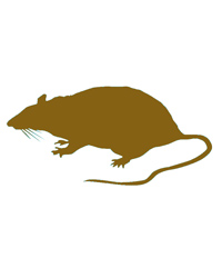 Click to Enlarge Picture of Frozen Rat Pups 4-10g - Pack of 25