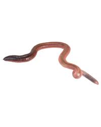Click to Enlarge Picture of Giant Lobworms - Approx 10