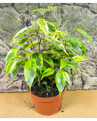 Picture of ProRep Live Plant Ficus benjami