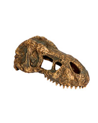 Picture of Exo Terra T Rex Skull Small