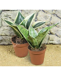 Picture of ProRep Live Plant Sansevieria trifasciata