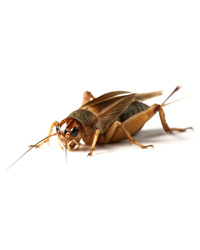 Picture of Silent Brown Crickets Extra Large - Approx 1000