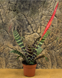 Picture of ProRep Live Plant Vriesea