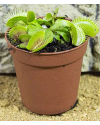 Click to Enlarge Picture of ProRep Live Plant Dionaea muscipula