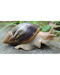 Picture of African Landsnail Kit Deluxe