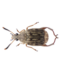 Picture of Bean Weevil Culture 