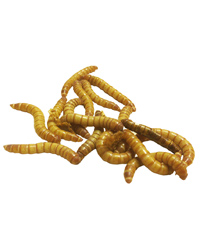 Picture of Giant Mealworms 25-40mm - Approx 250g Bag