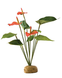 Click to Enlarge Picture of Exo Terra Anthurium Bush